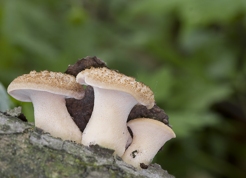 Polyporus tuberaster